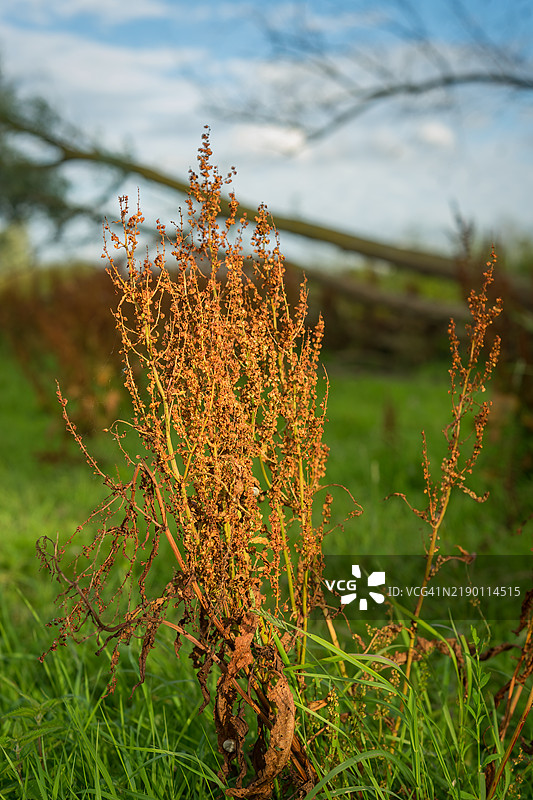 西方码头 - 水蕨图片素材