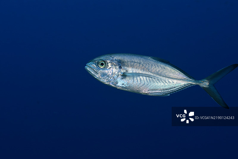 蓝色跑鞋。图片素材