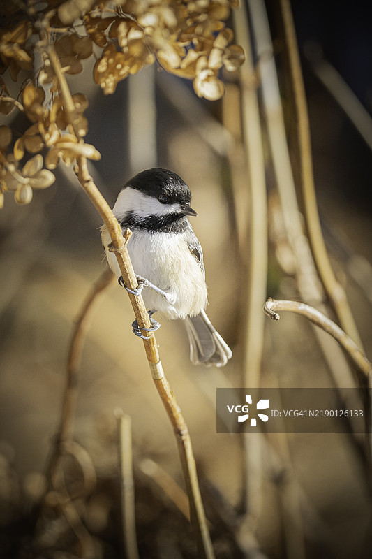 黑顶山雀图片素材