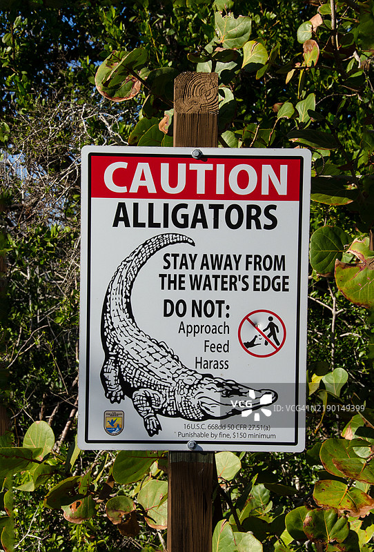 小心鳄鱼图片素材