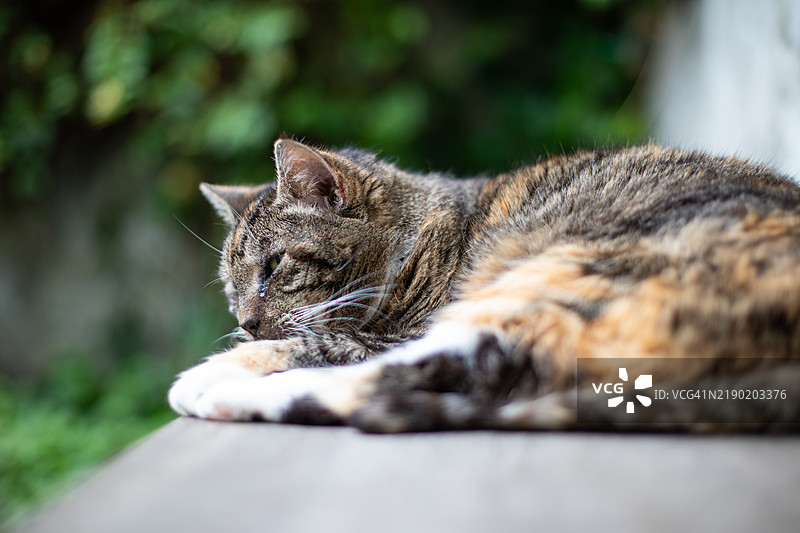 疲惫的老虎斑猫图片素材