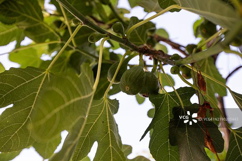 欧洲的树木动图图片素材