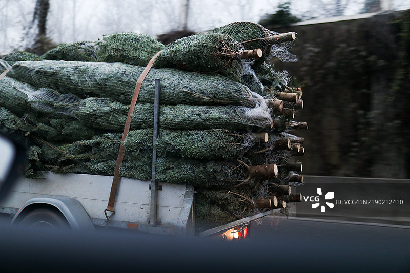 装载新鲜砍伐的圣诞树的拖车，准备迎接节日庆祝活动。图片素材
