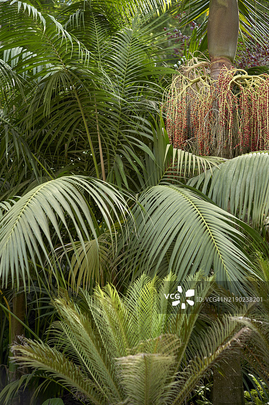 郁郁葱葱的热带植物，带有棕榈叶和开满悬挂红花的树，葡萄牙图片素材