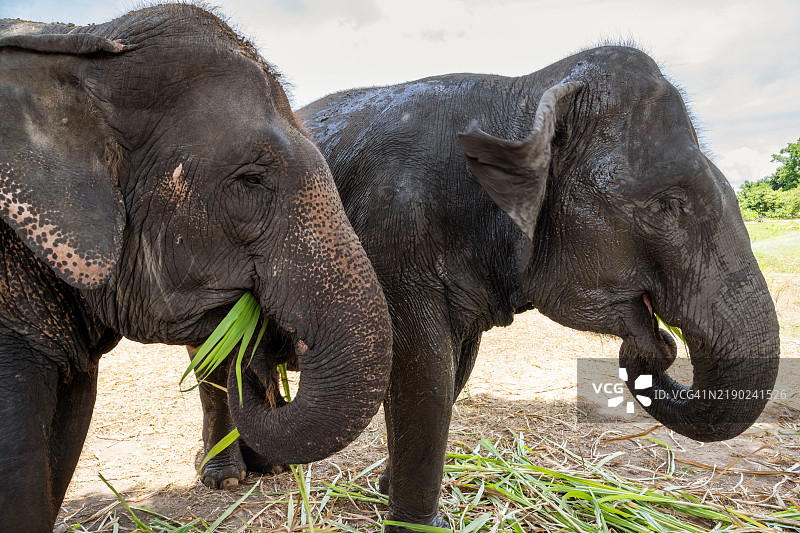 在泰国吃亚洲象图片素材