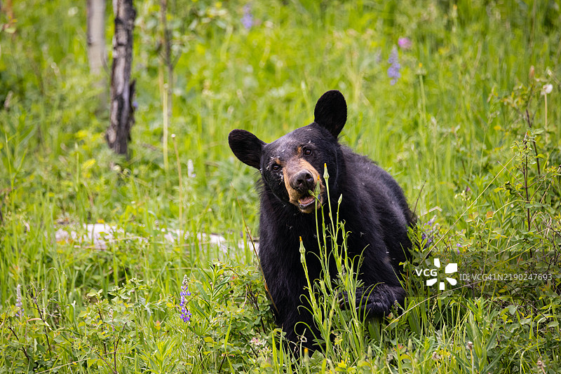 黄石公园黑熊图片素材