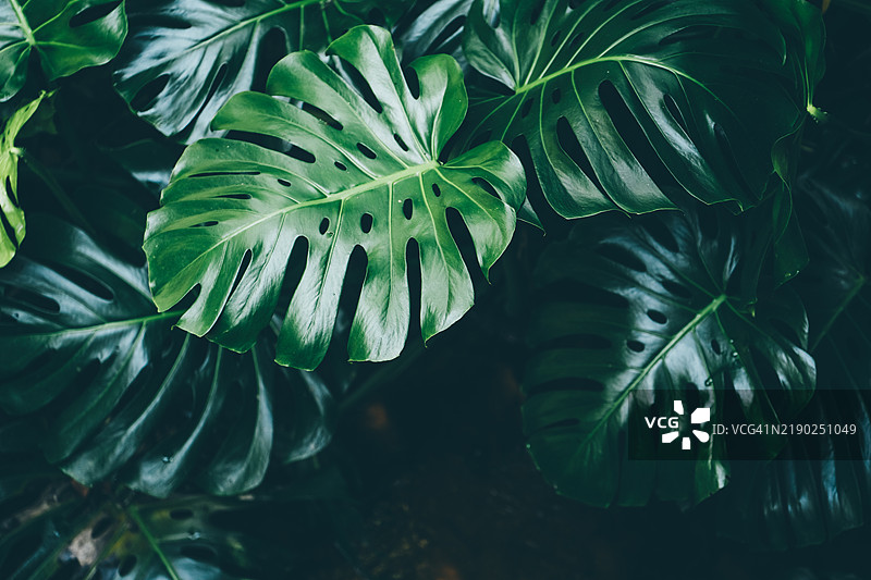 monstera叶子的特写。图片素材