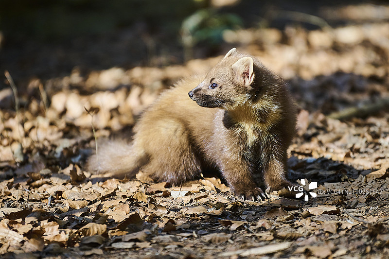 欧洲松貂（Martes martes）在德国巴伐利亚的森林中图片素材