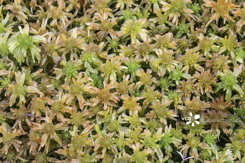 沼泽泥炭苔（Sphagnum palustre），荷兰德伦特省图片素材