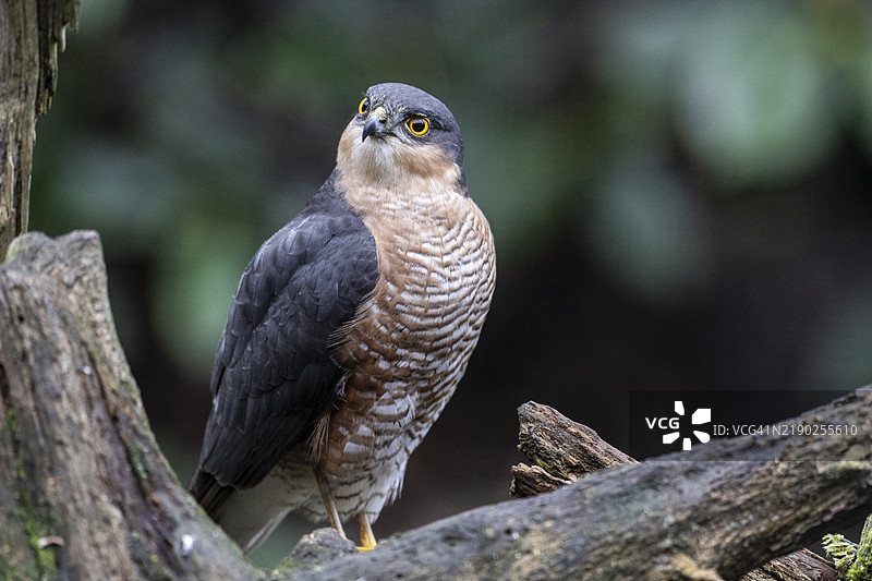 雀鹰（Accipiter nisus），德国下萨克森州埃姆斯兰，欧洲图片素材