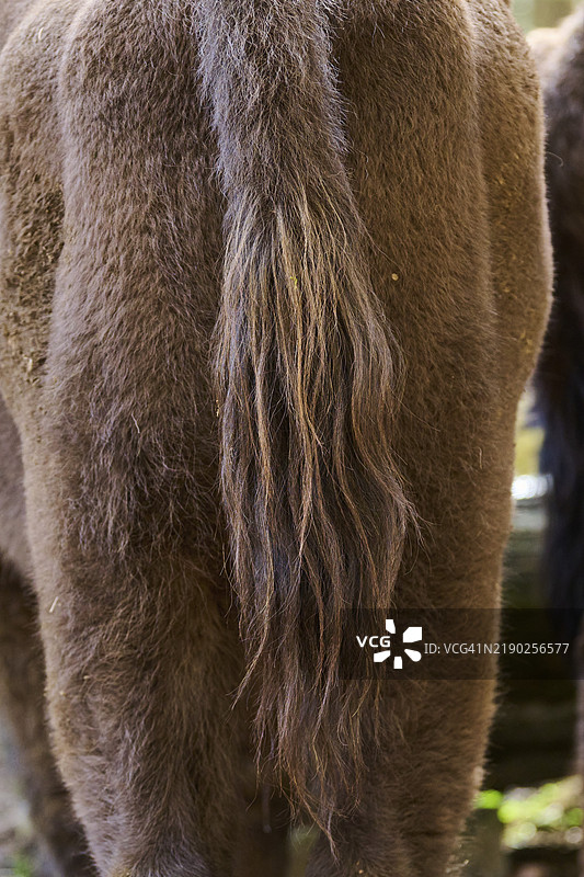欧洲野牛（Bison bonasus），尾巴，细节，巴伐利亚森林，德国，欧洲图片素材