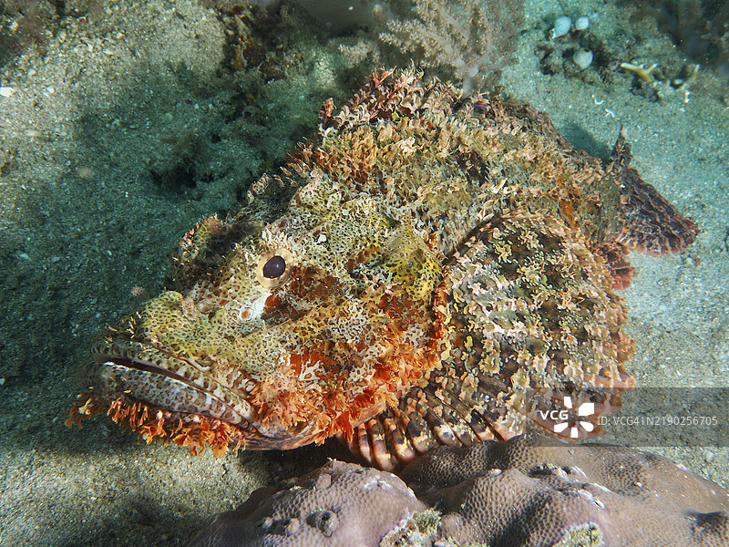 一只边缘蝎子鱼（Scorpaenopsis oxycephalus）躺在海底，巧妙地伪装在珊瑚和沙子之间，潜水地点：巴厘岛，佩尼亚潘，印度尼西亚，亚洲。图片素材