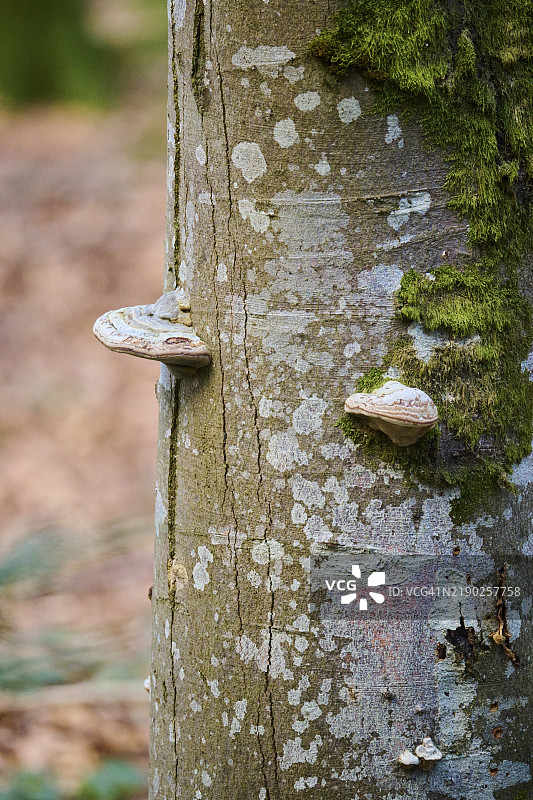在德国巴伐利亚森林国家公园的欧洲山毛榉树干上生长的火种菌（Fomes fomentarius）图片素材