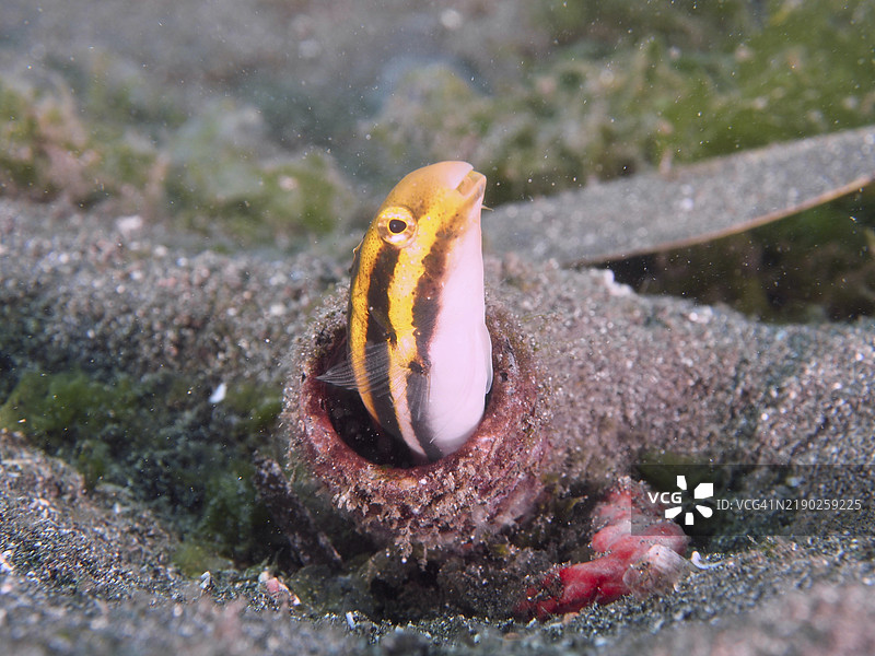 一条带有条纹的黄色鱼,条纹拟态鳗(Petroscirtes breviceps),好奇地从它的藏身之处——一个旧瓶子里探出头来,潜水地点为印尼巴厘岛吉利马努克的秘密湾。图片素材