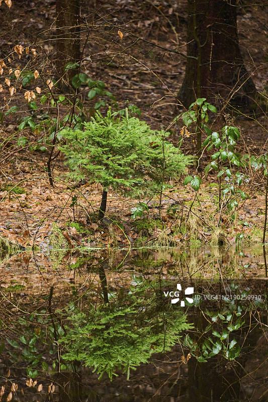 挪威云杉（Picea abies）树木在德国欧洲的一片森林中生长，旁边有一个小湖。图片素材