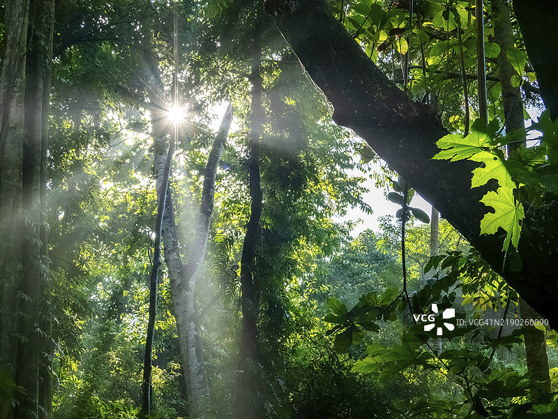 热带森林中晨雾中的阳光，丛林，坦戈科国家公园，苏拉威西，印度尼西亚，亚洲图片素材