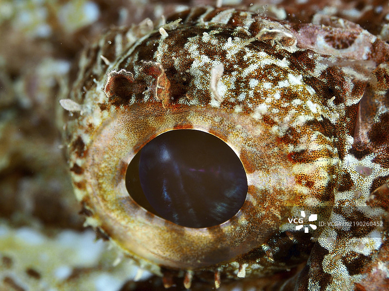 棕色纹理的边缘蝎子鱼（Scorpaenopsis oxycephalus）眼睛特写，潜水地点：印尼巴厘岛佩尼亚潘甘。图片素材