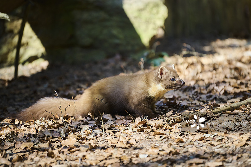 欧洲松貂（Martes martes）在德国巴伐利亚的森林中图片素材