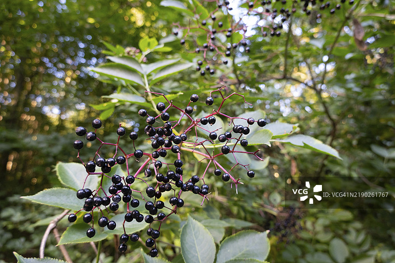 黑接骨木（Sambucus nigra），成熟果实在枝上，北莱茵-威斯特法伦，德国，欧洲图片素材