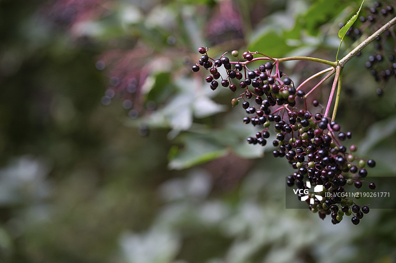 黑接骨木（Sambucus nigra），树枝上的成熟和未成熟果实，德国北莱茵-威斯特法伦，欧洲图片素材