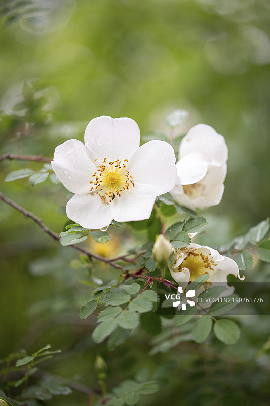 刺玫瑰（Rosa spinosissima），花朵特写，德国北莱茵-威斯特法伦，欧洲图片素材