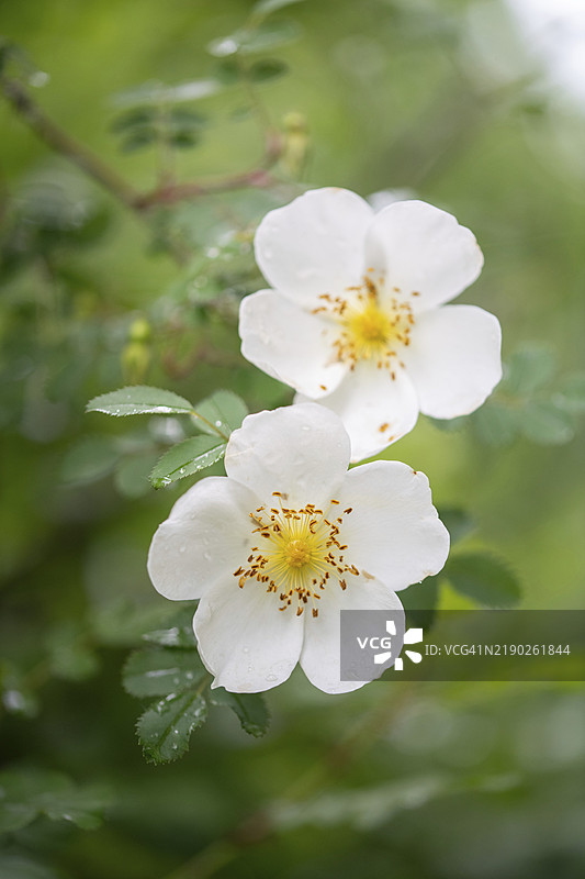 刺玫瑰（Rosa spinosissima），花朵特写，德国北莱茵-威斯特法伦，欧洲图片素材