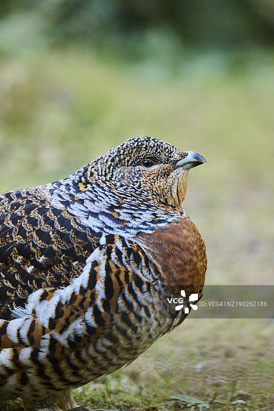 西方松鸡（Tetrao urogallus）雌性（母鸟）肖像，德国巴伐利亚，欧洲图片素材