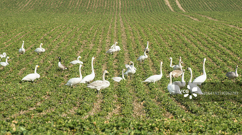 在瑞典斯堪的纳维亚南部斯科纳县的伊斯塔德市，成群的鸟类和天鹅在冬季觅食并破坏农作物。图片素材