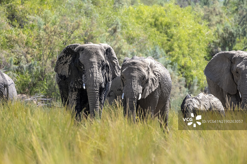 非洲象（Loxodonta africana），在纳米比亚埃龙戈地区达马拉兰德的乌加布河谷绿洲中，一群沙漠象。图片素材