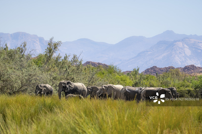 非洲象（Loxodonta africana），在纳米比亚埃龙戈地区达马拉兰德的乌加布河谷中，一群沙漠象。图片素材