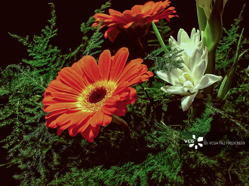 非洲雏菊花束图片素材