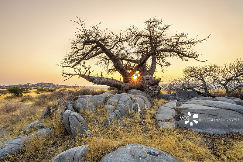 非洲猴面包树（Adansonia digitata），在日出时分，太阳星，库布岛（Lekubu），索瓦潘，马卡迪卡迪盐沼，博茨瓦纳，非洲图片素材