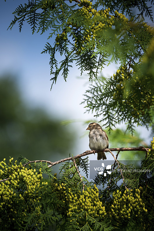 家麻雀（Passer domesticus），雌性家麻雀坐在一根绿色的枝条上，枝条是带有新鲜绿色球果的西方雪松，周围是绿色的模糊背景，阳光明媚，聚光灯，蓝天，夏季，乡村，花园，艺术图片素材