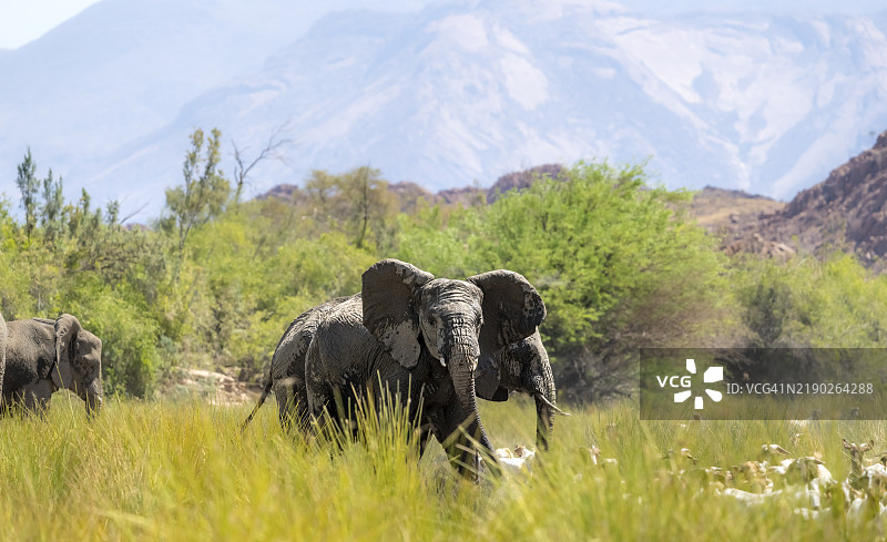 非洲象（Loxodonta africana），在纳米比亚埃龙戈地区达马拉兰德的乌加布河谷中，一群沙漠象。图片素材