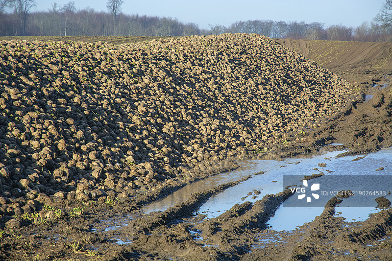 一堆收获的甜菜等待运输到糖厂。瑞典，斯科纳县，雅斯达市，查尔滕伦德，斯堪的纳维亚，欧洲图片素材