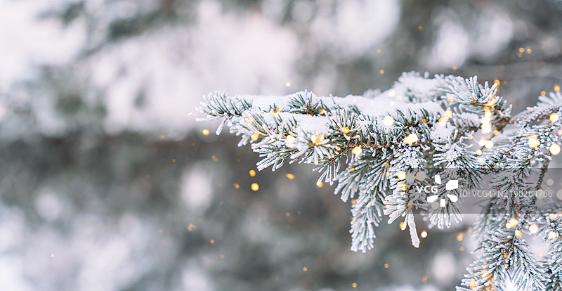 圣诞灯饰和冷杉树枝。户外圣诞树图片素材