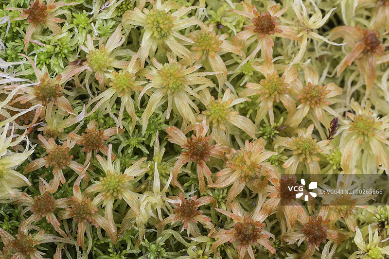 沼泽泥炭苔（Sphagnum palustre），荷兰德伦特省图片素材