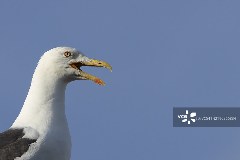 成年银鸥（Larus argentatus）张嘴叫唤，英格兰萨福克，英国，欧洲图片素材