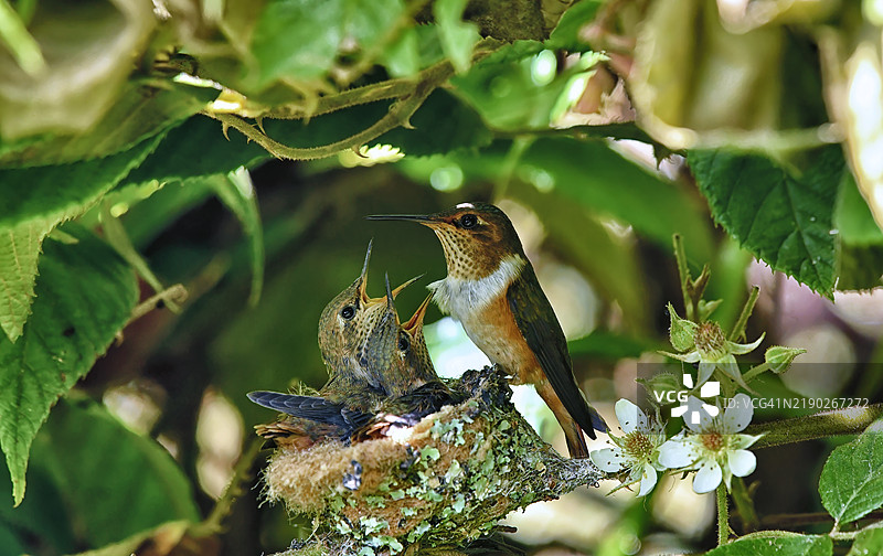 紫喉木星蜂鸟在巢中与幼鸟同在图片素材