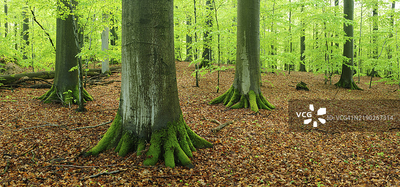 早春的古榉树林，巨大的榉树，鲜嫩的绿叶，自然森林保护区，斯泰格瓦尔德自然公园，弗兰肯，巴伐利亚，德国，欧洲图片素材