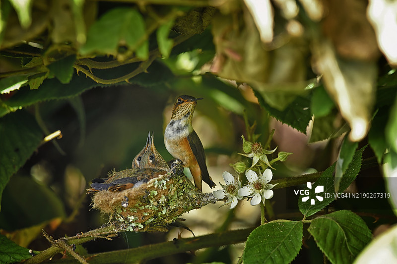 紫喉木星蜂鸟在隐蔽的巢中与幼鸟合影图片素材