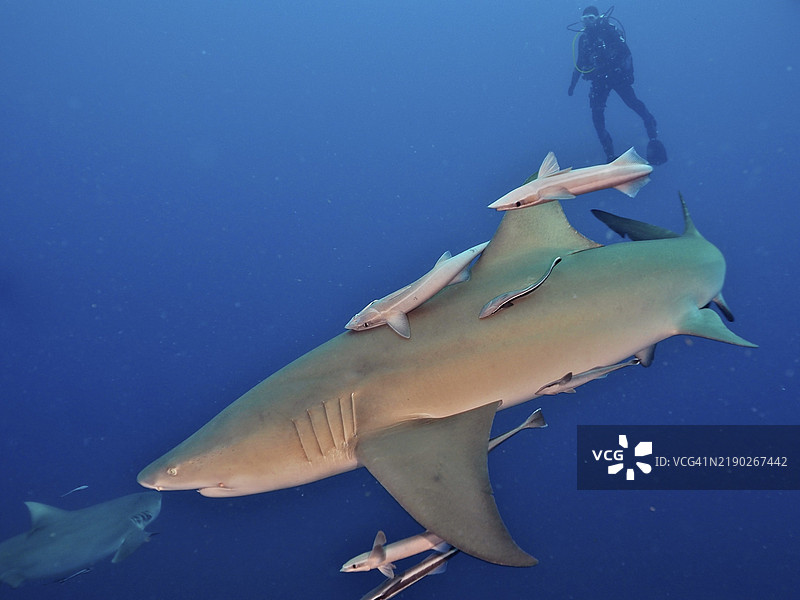 潜水员在深海中遇到一只柠檬鲨(Negaprion brevirostris)和船舶守护者(Echeneidae),潜水地点为佛罗里达州朱庇特的柠檬滴。图片素材