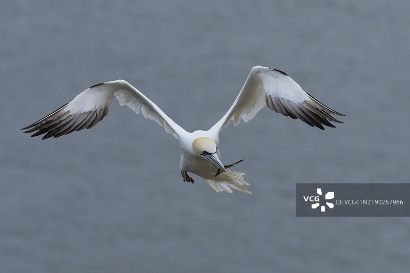 北方鸬鹚（Morus bassanus）成年鸟在悬崖顶部降落，英国约克郡贝姆顿悬崖自然保护区，欧洲图片素材