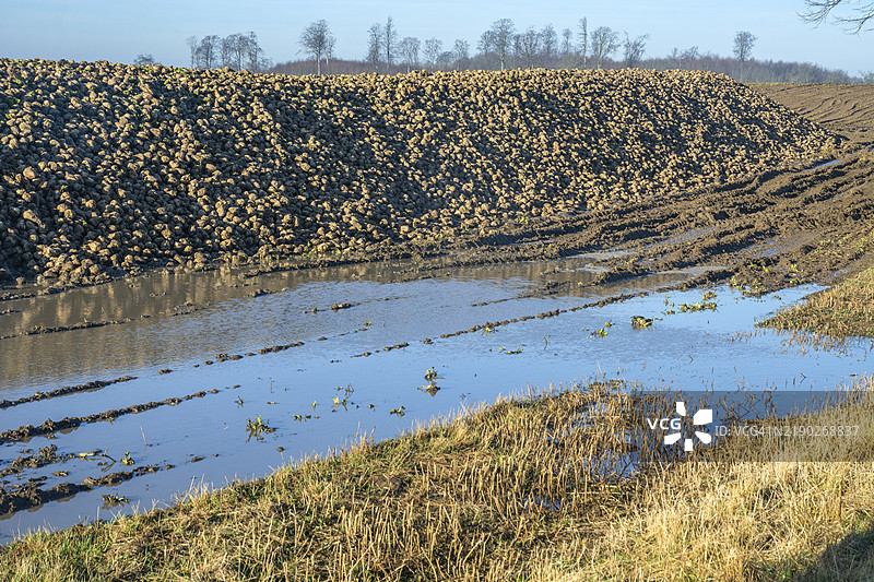 一堆收获的甜菜等待运输到糖厂。瑞典，斯科纳县，雅斯达市，查尔滕伦德，斯堪的纳维亚，欧洲图片素材