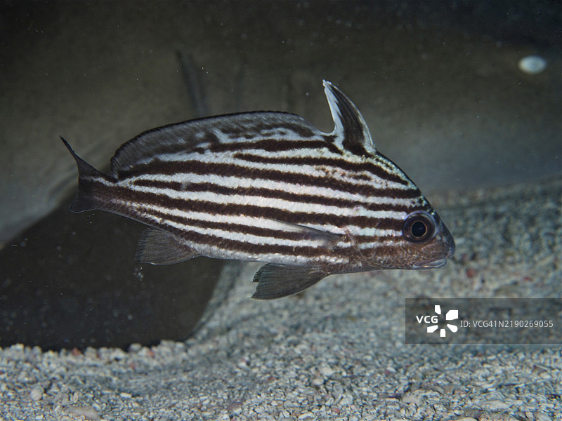 一条条纹骑鱼(Pareques acuminatus)在佛罗里达州基拉戈的约翰·佩内坎普珊瑚礁州立公园的沙质海床上游泳。图片素材