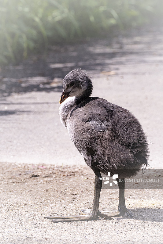 欧亚水鸡雏鸟（Fulica atra）站在小路上，侧面视图，特写，左侧小路边缘有草叶，边缘植被，朝左侧看，德国北莱茵-威斯特法伦州多特蒙德，欧洲图片素材