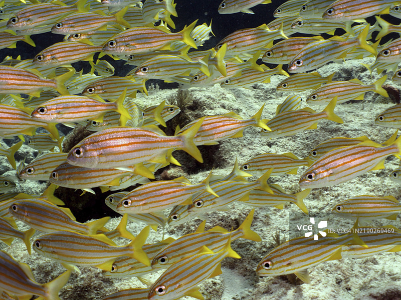 一群带条纹的黄色鱼,短嘴鲹(Haemulon chrysargyreum),在蓝色水域中游动,潜水地点为约翰·佩内坎普珊瑚礁州立公园,基拉戈,佛罗里达群岛,美国,北美。图片素材