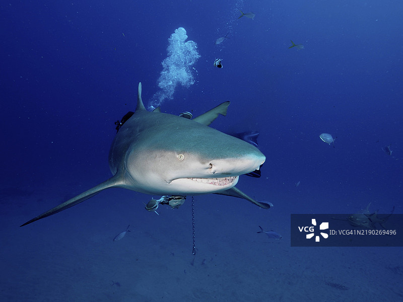 一只柠檬鲨(Negaprion brevirostris)在深蓝色的海洋中直接朝观察者游来,潜水地点为佛罗里达州朱庇特的博奈尔。图片素材
