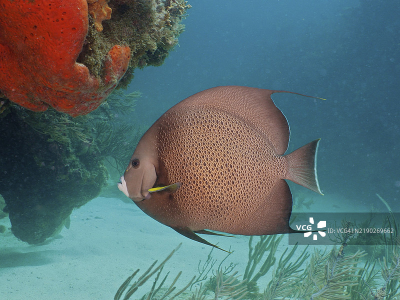 灰色天使鱼(Pomacanthus arcuatus)在佛罗里达州里维埃拉海滩的蓝鹭桥潜水点的珊瑚礁上游泳,旁边是一块海绵。图片素材