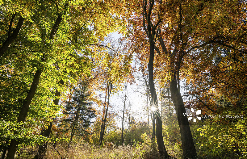 秋季的山毛榉森林，铜山毛榉（Fagus sylvatica）五彩斑斓的树叶，阳光星光透射，德国图林根，欧洲图片素材